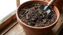 Revitalizacija zemlje u cvjetnim posudama: praktični vodič za urbane vrtlarice i vrtlarice!