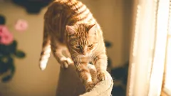 Zašto mačke uništavaju namještaj: što vlasnici trebaju učiniti