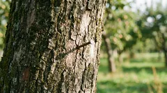 Zašto zabiti čekićem čavao u jablan: drevni ritual sa znanstvenim objašnjenjem