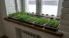 Zašto bi se ovi cvjetovi trebali sijati za sadnice u siječnju? Popis cvjetova za sijanje u siječnju!