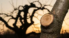 Kako spriječiti da drveće raste više kako bi rodilo plodove: 3 pogreške u rezidbi koje mnogi čine