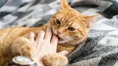 Zašto mačke grizu kad ih mažeš