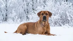 Zašto su brocholmeri osvojili srca ljudi u našoj zemlji i diljem svijeta