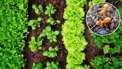 Kako se riješiti mrava u vrtu: trikovi koji djeluju