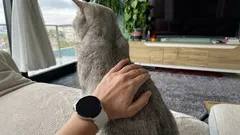 Zašto mačka okreće stražnjicu prema licu svog vlasnika? Profesionalni pogled na ponašanje