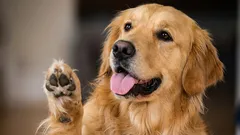 Čiste šape za 5 minuta: jednostavne upute za vlasnike pasa — zimski izleti više nisu naporni