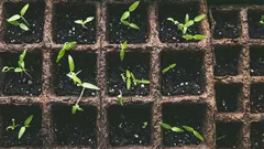 Što sijati u siječnju za sadnice: koje cvijeće i povrće