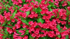 Nevjerojatna ljepota za vaš vrt: cvjeta šest mjeseci, podnosi mrazove do –35 °C i doseže visinu od jednog i pol metra.