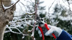 Januarski trik koji koriste vrtlari. Ovo rade usred zime i postižu rekordne prinose.