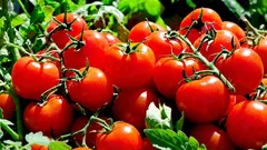 Što je najbolje saditi uz rajčice: tajne kompatibilnosti