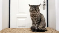 Mačke se ljute kad ih ostave same: ne samo da ih se zanemaruje, nego je to puno gore.