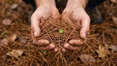 Neobični načini upotrebe borovih iglica u vrtu